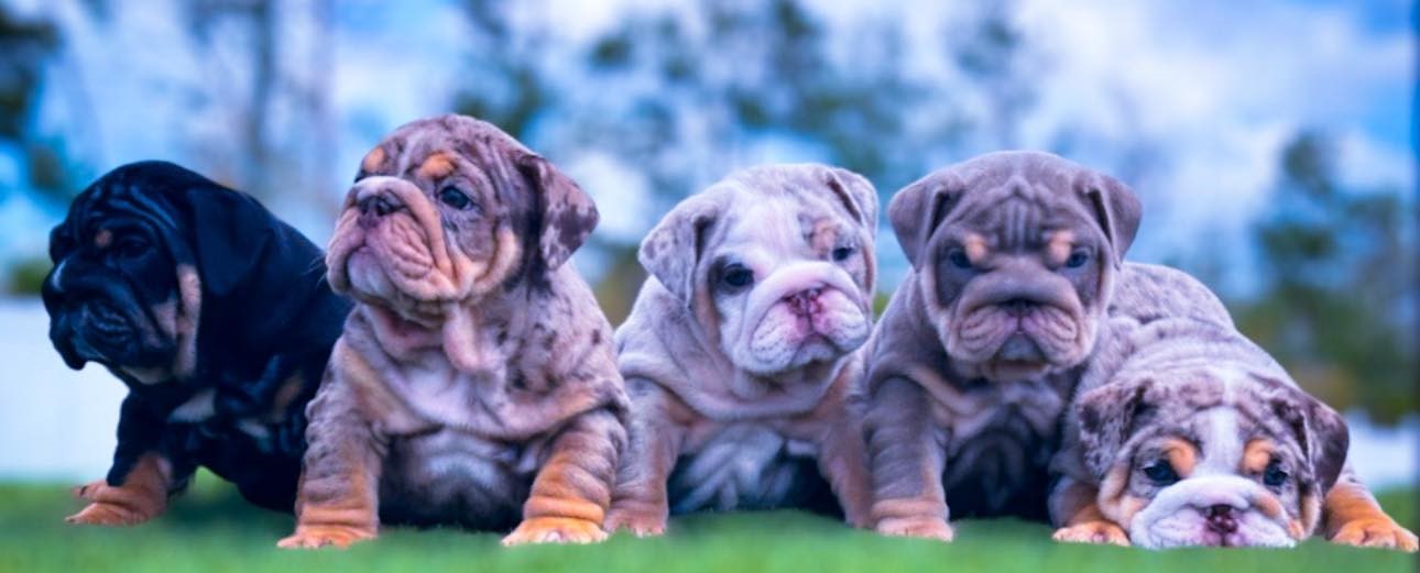 Paradise Bulldogs